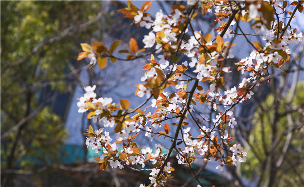 春暖花開，等你歸來——邀你云賞南新春景，以慰思念